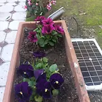 Il Giardino Nascosto 4*