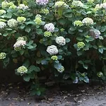 Il Giardino Nascosto