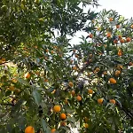 Il Giardino Nascosto Pensión