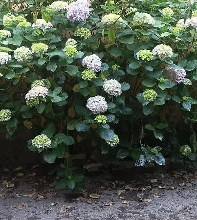 Il Giardino Nascosto